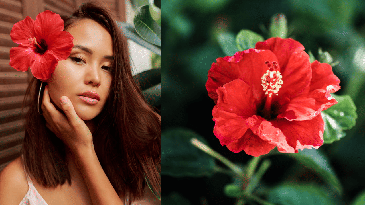 Hibiscus Beauty Benefits: മുടിയിൽ മാത്രമല്ല, ഇനി മുഖം തിളങ്ങാനും ചെമ്പരത്തി മതി; ഇങ്ങനെ ഉപയോഗിക്കൂ Hibiscus Beauty Benefits: മുടിയിൽ മാത്രമല്ല, ഇനി മുഖം തിളങ്ങാനും ചെമ്പരത്തി മതി; ഇങ്ങനെ ഉപയോഗിക്കൂ