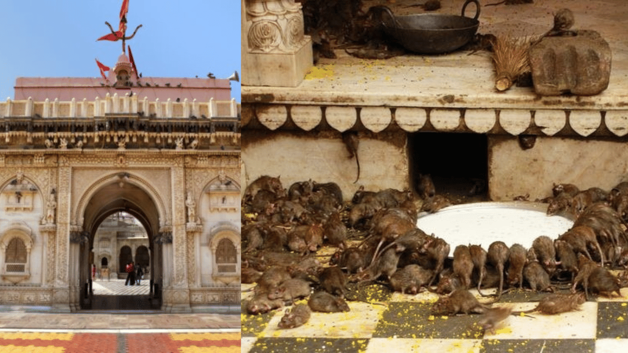 Rajasthan Karni Mata Mandir: എലികൾ മാത്രമുള്ള ഒരു ക്ഷേത്രം; അറിയാം രാജസ്ഥാനിലെ ഈ വിചിത്ര ക്ഷേത്രത്തെക്കുറിച്ച്