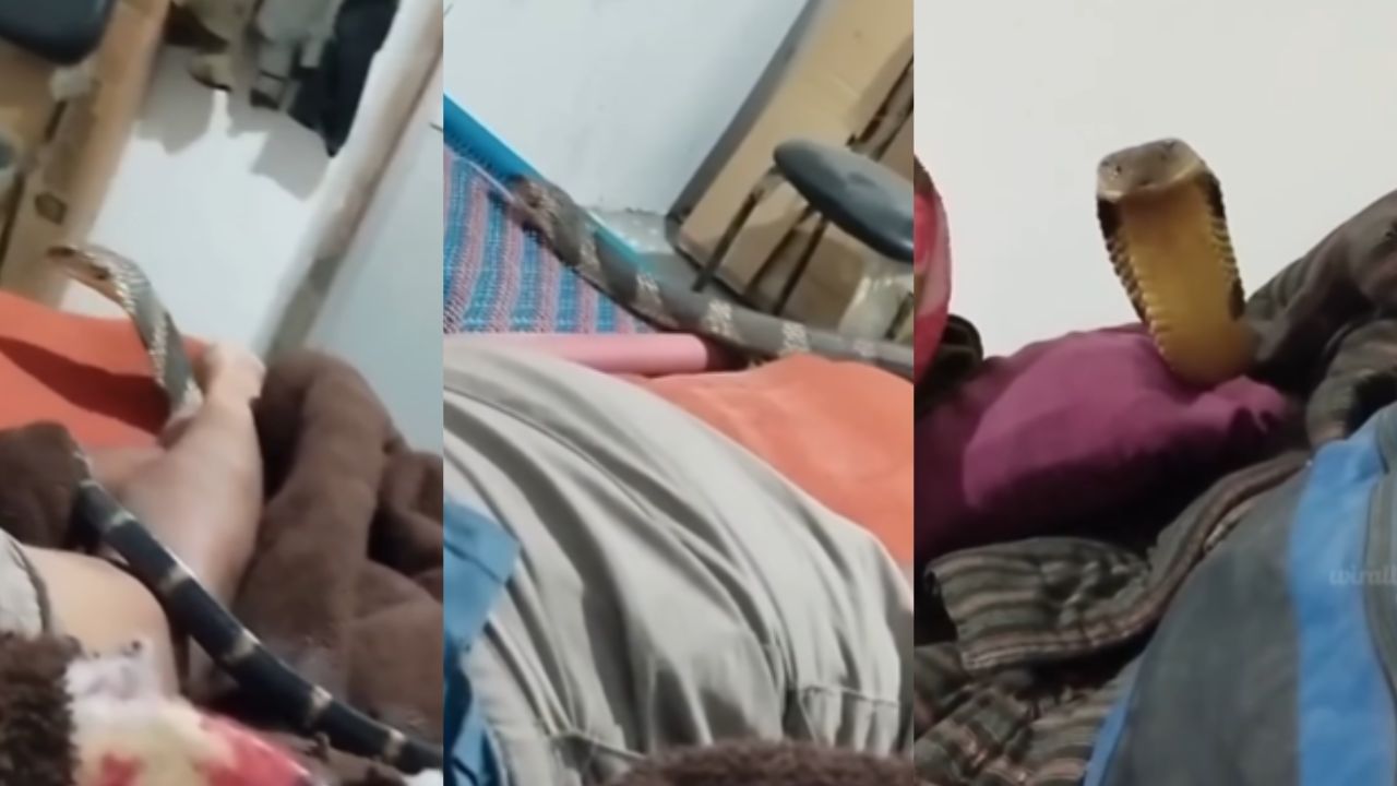 Viral Video: എട അത് പാമ്പാടാ! ഇത്രയും ധൈര്യം ചാള്സ് ശോഭരാജില് മാത്രമേ ഞാന് കണ്ടിട്ടുള്ളൂ Viral Video: എട അത് പാമ്പാടാ! ഇത്രയും ധൈര്യം ചാള്സ് ശോഭരാജില് മാത്രമേ ഞാന് കണ്ടിട്ടുള്ളൂ