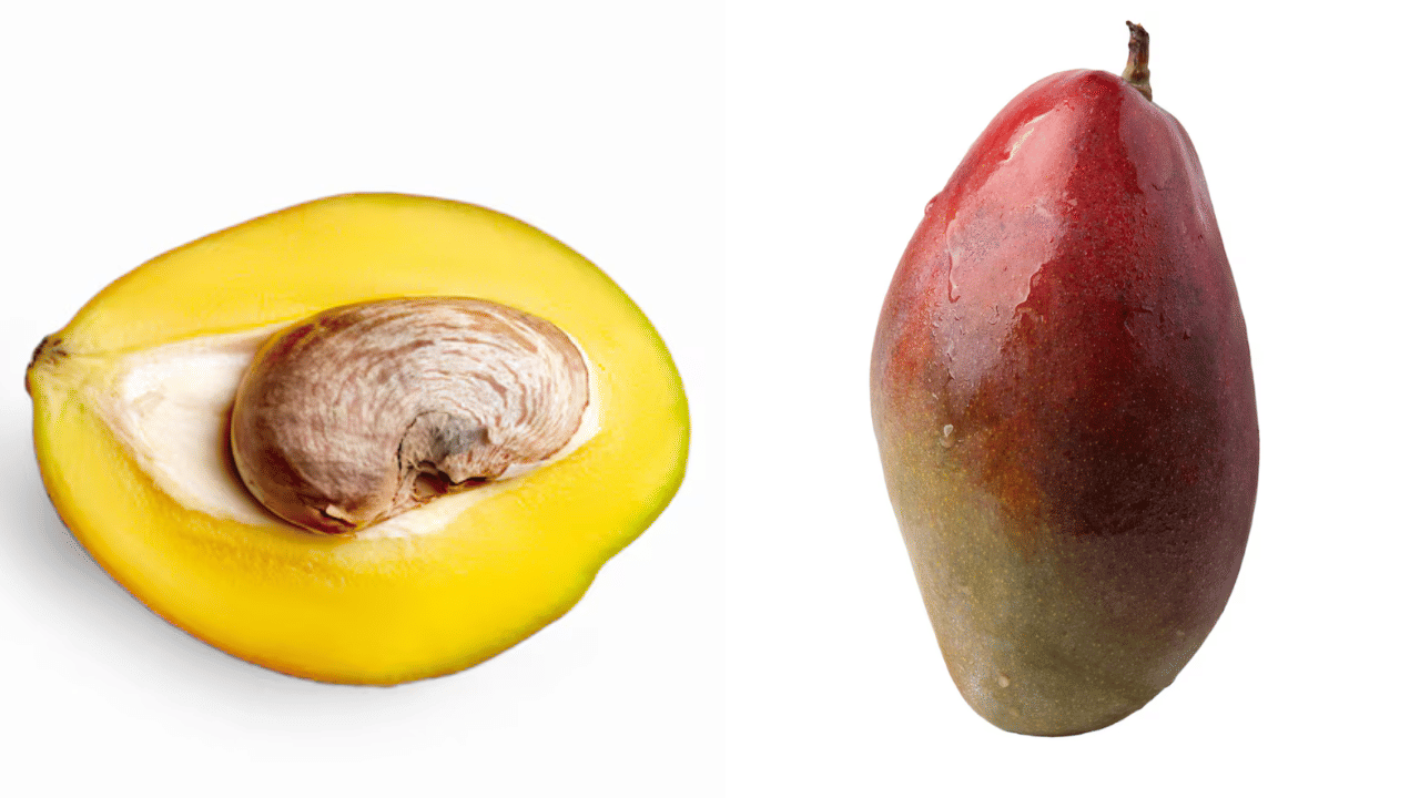 Mango Seed Benefits: അനിയാ നിൽ! മാങ്ങാണ്ടി കളയരുത്; ഭാരം കുറയും, മുടി വളരും, ചർമ്മം മിന്നിതിളങ്ങും Mango Seed Benefits: അനിയാ നിൽ! മാങ്ങാണ്ടി കളയരുത്; ഭാരം കുറയും, മുടി വളരും, ചർമ്മം മിന്നിതിളങ്ങും