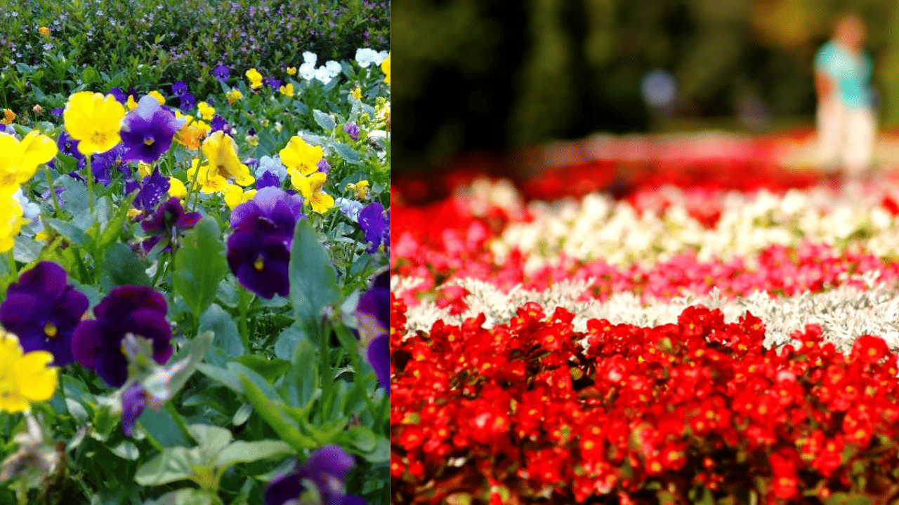 Ooty Flower Show: ഊട്ടിക്ക് പോകാം... ഒപ്പം വർണാഭമായ പുഷ്പമേളയും കാണാം; എപ്പോൾ എന്നുവരെ സന്ദർശിക്കാം?