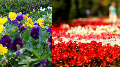 Ooty Flower Show: ഊട്ടിക്ക് പോകാം... ഒപ്പം വർണാഭമായ പുഷ്പമേളയും കാണാം; എപ്പോൾ എന്നുവരെ സന്ദർശിക്കാം?