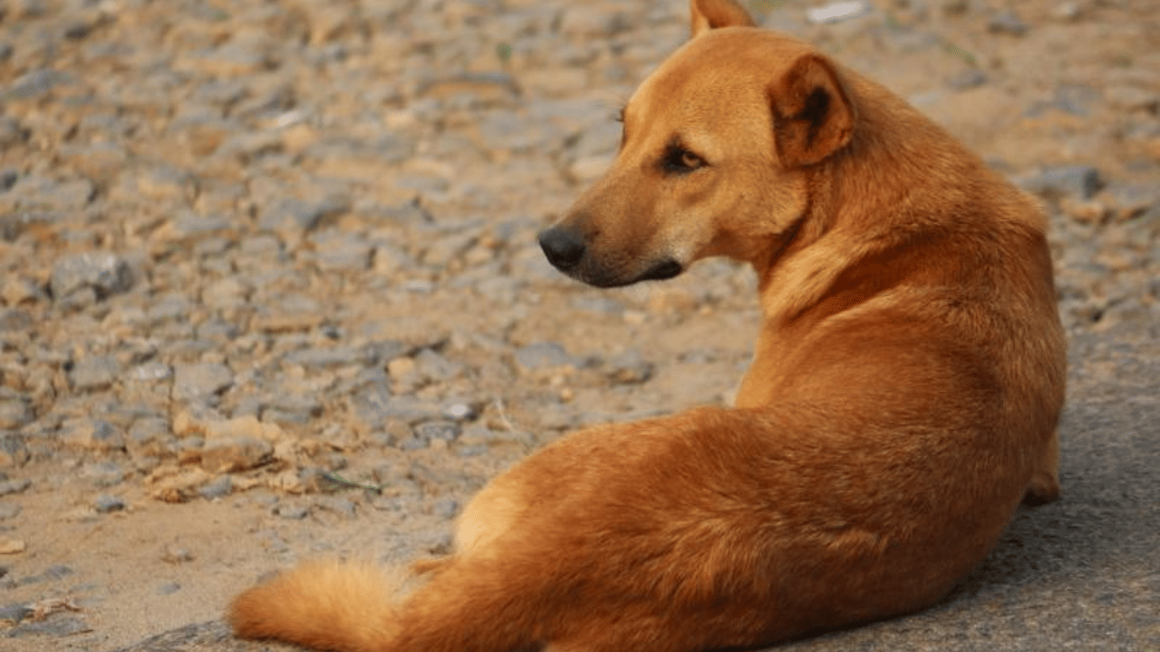 Rabies Death: സംസ്ഥാനത്ത് വീണ്ടും പേവിഷബാധയേറ്റ് മരണം; തിരുവനന്തപുരം ചികിത്സയിലായിരുന്ന 7 വയസ്സുകാരി മരിച്ചു Rabies Death: സംസ്ഥാനത്ത് വീണ്ടും പേവിഷബാധയേറ്റ് മരണം; തിരുവനന്തപുരം ചികിത്സയിലായിരുന്ന 7 വയസ്സുകാരി മരിച്ചു