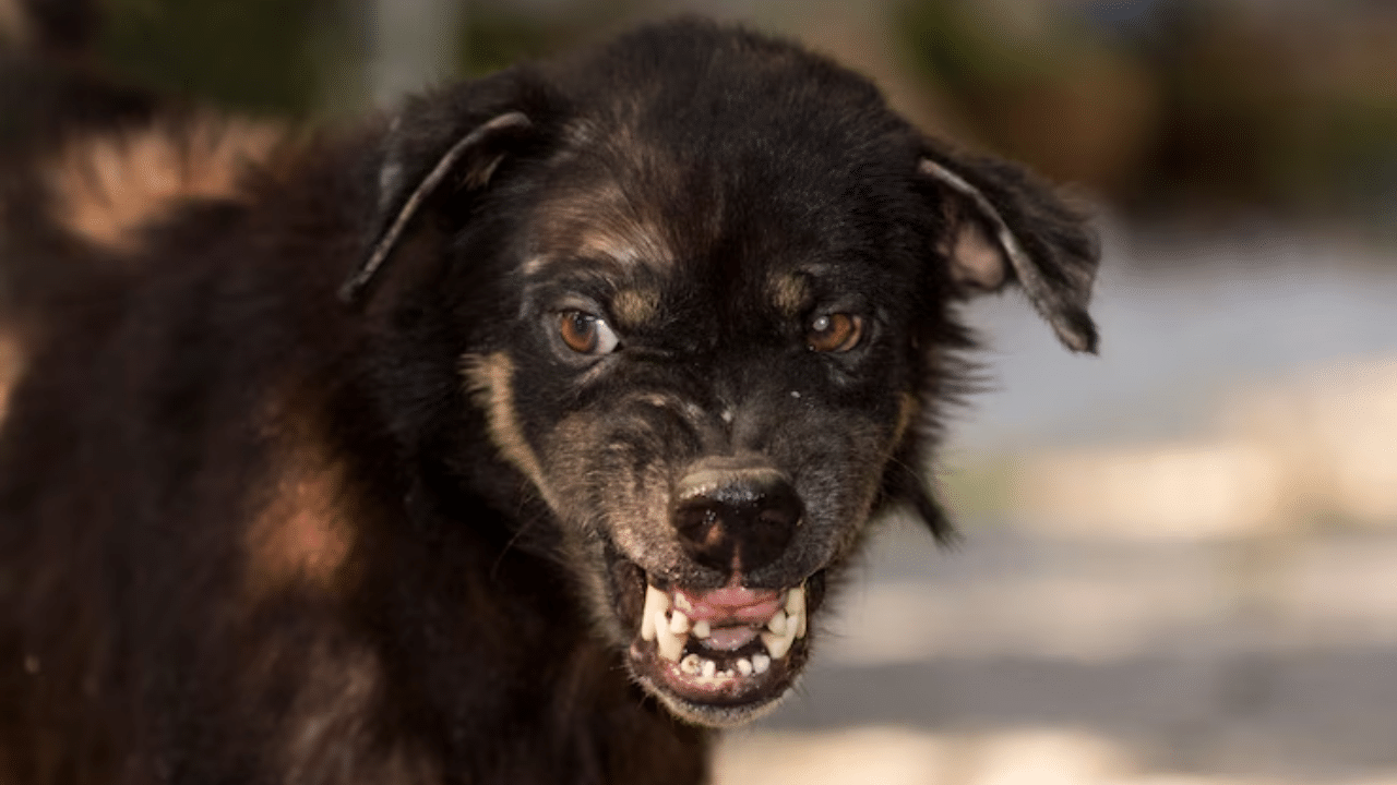 Rabies Infection: വാക്‌സിന്‍ എടുത്തിട്ടും പേവിഷബാധ; ഏഴുവയസുകാരി ചികിത്സയിൽ