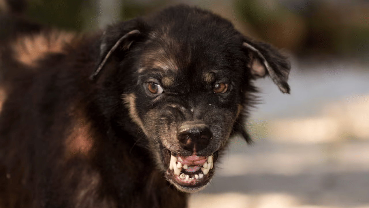 Rabies Infection: വാക്‌സിന്‍ എടുത്തിട്ടും പേവിഷബാധ; ഏഴുവയസുകാരി ചികിത്സയിൽ