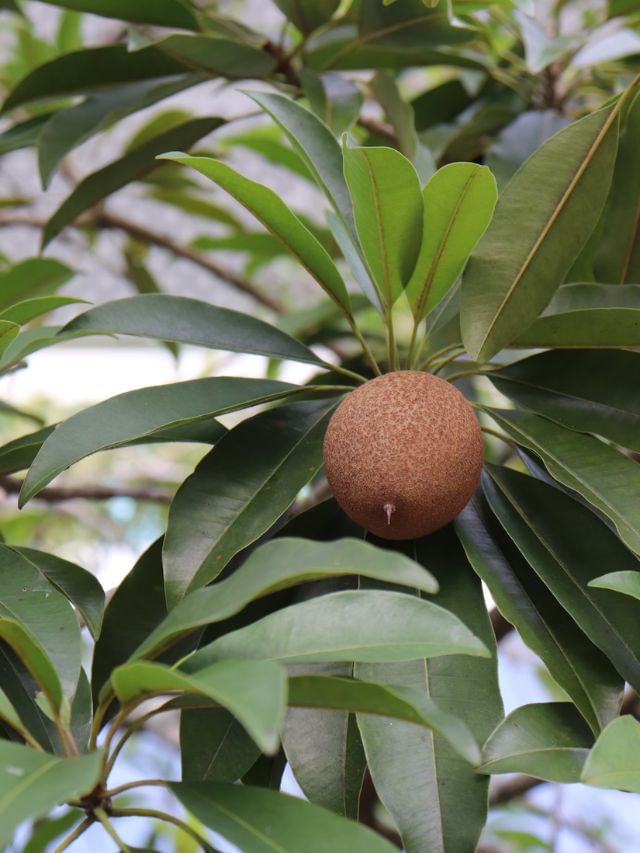 സപ്പോട്ട കഴിക്കാറുണ്ടോ? സൂപ്പറാണ്‌