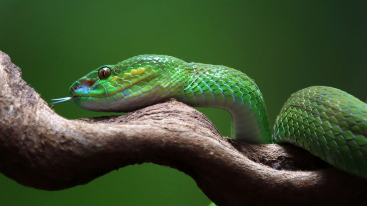 Snake