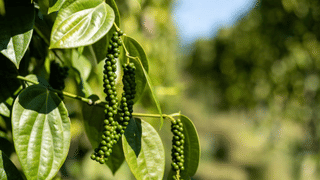 Kerala Gold Rate: കഴിഞ്ഞ ദിവസം കുറഞ്ഞത് ഒറ്റയടിക്ക് കൂടി; സ്വർണവില 72,000ലേക്ക്