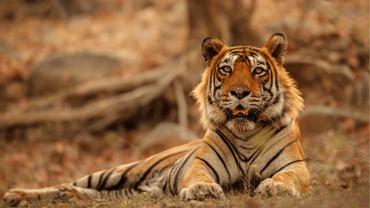 Malappuram Tiger Hunt : മലപ്പുറത്ത് നരഭോജി കടുവ; മയക്കുവെടി വെയ്ക്കുമെന്ന് വനംവകുപ്പ്