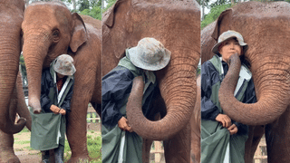 UAE: അബുദാബി വിമാനത്താവളം വഴി അഞ്ച് കിലോ കഞ്ചാവ് കടത്താൻ ശ്രമം; ഒരാൾ പിടിയിൽ