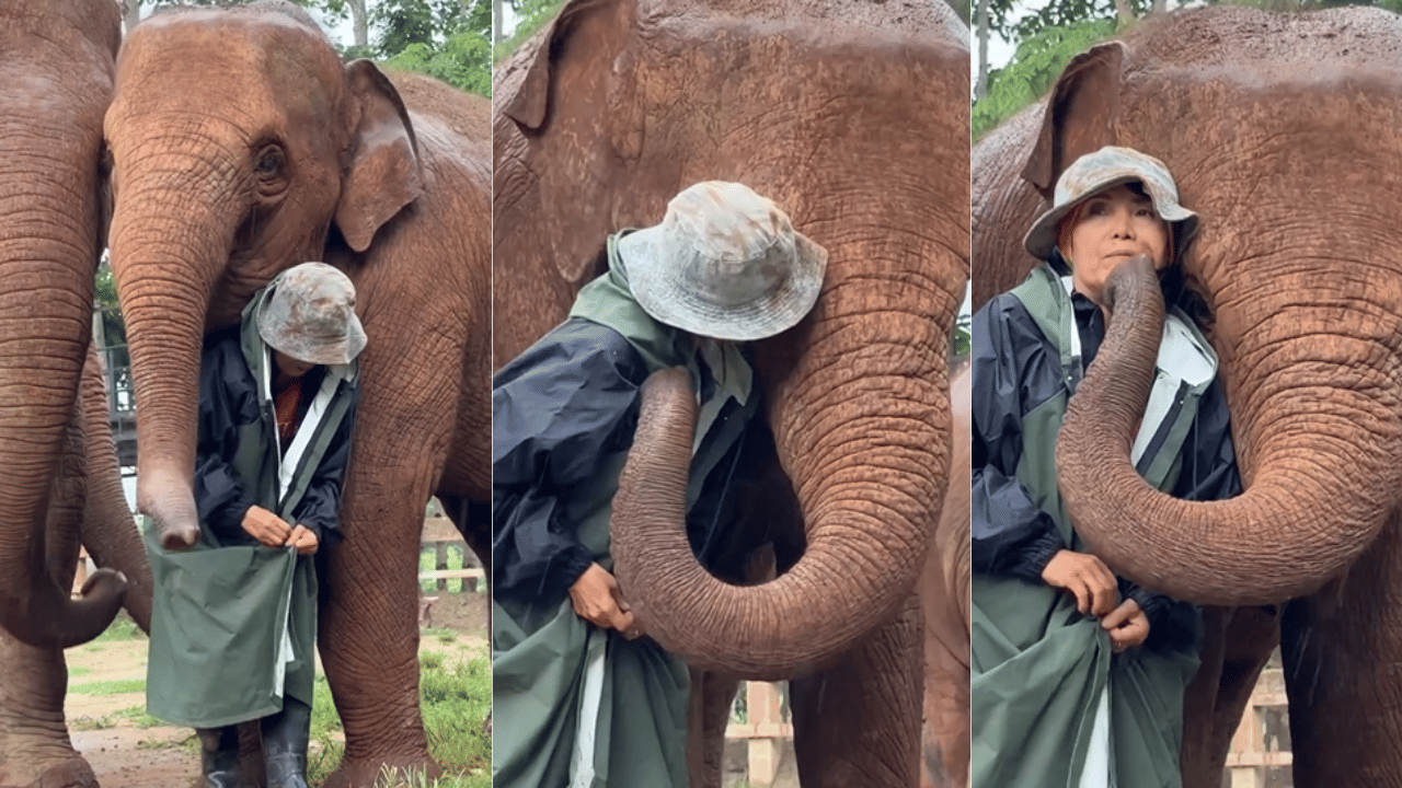 Viral News: കൊടുകാറ്റിലും പേമാരിയിലും പരിചാരകന് തണലായി ആനകൾ; വൈറലായി തായ്ലൻഡിൽ നിന്നുള്ള വീഡിയോ