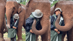 Viral News: കൊടുകാറ്റിലും പേമാരിയിലും പരിചാരകന് തണലായി ആനകൾ; വൈറലായി തായ്ലൻഡിൽ നിന്നുള്ള വീഡിയോ Viral News: കൊടുകാറ്റിലും പേമാരിയിലും പരിചാരകന് തണലായി ആനകൾ; വൈറലായി തായ്ലൻഡിൽ നിന്നുള്ള വീഡിയോ