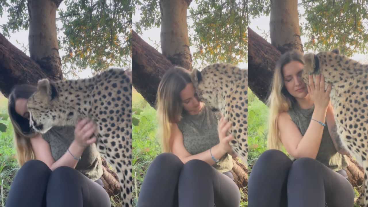 Viral Video: അല്‍പം വിചിത്രമാണെങ്കിലും ക്യൂട്ടായിട്ടുണ്ട്; ചീറ്റയെ ചുംബിക്കുന്ന യുവതിയുടെ വീഡിയോ വൈറല്‍