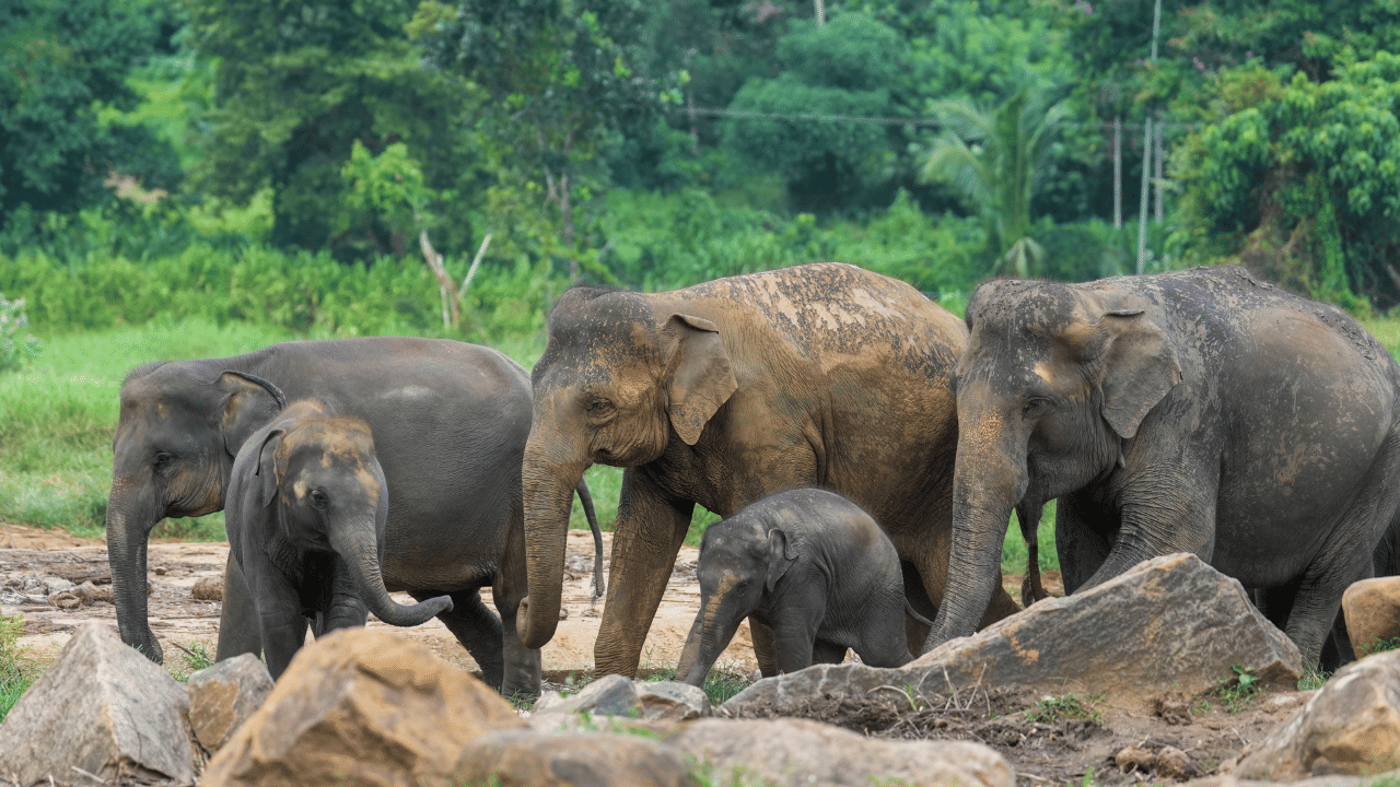 Malakkappara Wild Elephant Attack: ഉറക്കത്തിനിടെ വീട് തകർത്ത് ആക്രമണം; മലക്കപ്പാറയിൽ കാട്ടാന ആക്രമണത്തിൽ സ്ത്രീ മരിച്ചു
