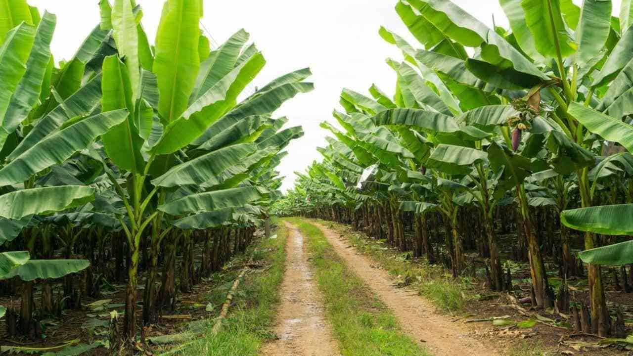 Compensation for Farmer: പറഞ്ഞ സമയത്ത് വാഴ കുലച്ചില്ല; ഒരു ലക്ഷം രൂപ നഷ്ടപരിഹാരത്തിന് ഉത്തരവിട്ട് ഉപഭോക്തൃ കമ്മിഷൻ