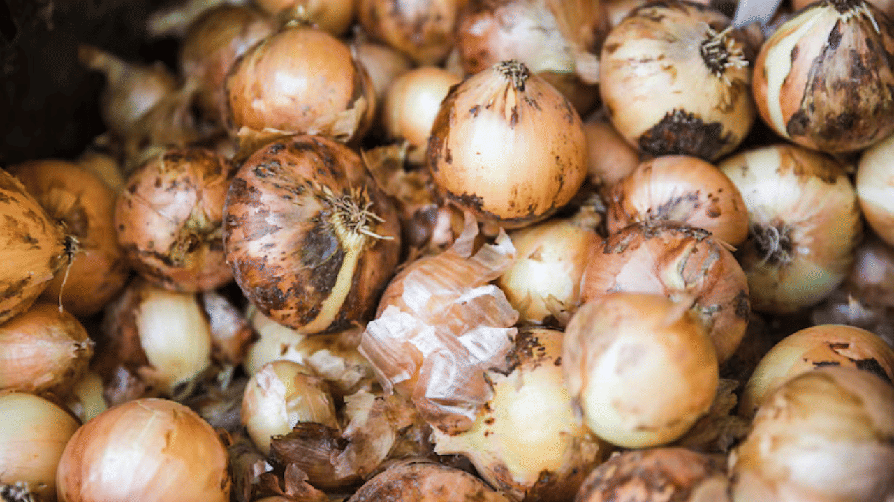 ഇത് നല്ലപോലെ നീക്കിക്കളഞ്ഞാൽ മാത്രമേ ഉപയോഗിക്കാൻ കഴിയുകയുള്ളൂ. ഇതുള്ള സവാള ഭാഗം നീക്കുക തന്നെയാണ് ഏറെ നല്ലത്. സവാളയുടെ ഏതു ലെയറിലാണ് ഇത് അടങ്ങിയിട്ടുള്ളതെങ്കിൽ ഈ ലെയർ കളയുകയാണ് ഏറ്റവും ഉചിതമായ മാർ​ഗം. പിന്നീട് നല്ലതു പോലെ രണ്ടു മൂന്നു വട്ടം കഴുകാൻ ശ്രമിക്കുക. 
