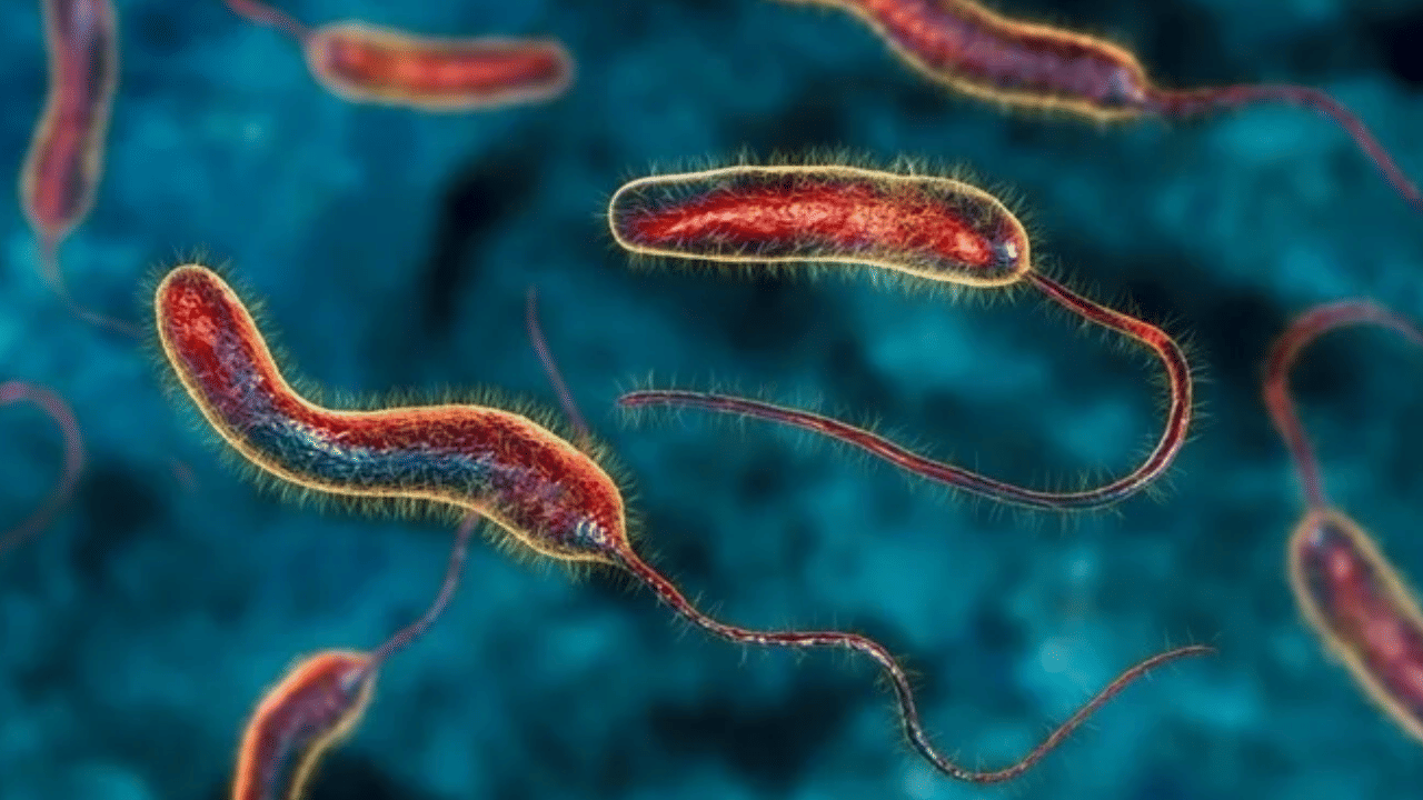 Cholera: ആലപ്പുഴയിൽ കോളറ ബാധ; 48-കാരൻ ചികിത്സയിൽ