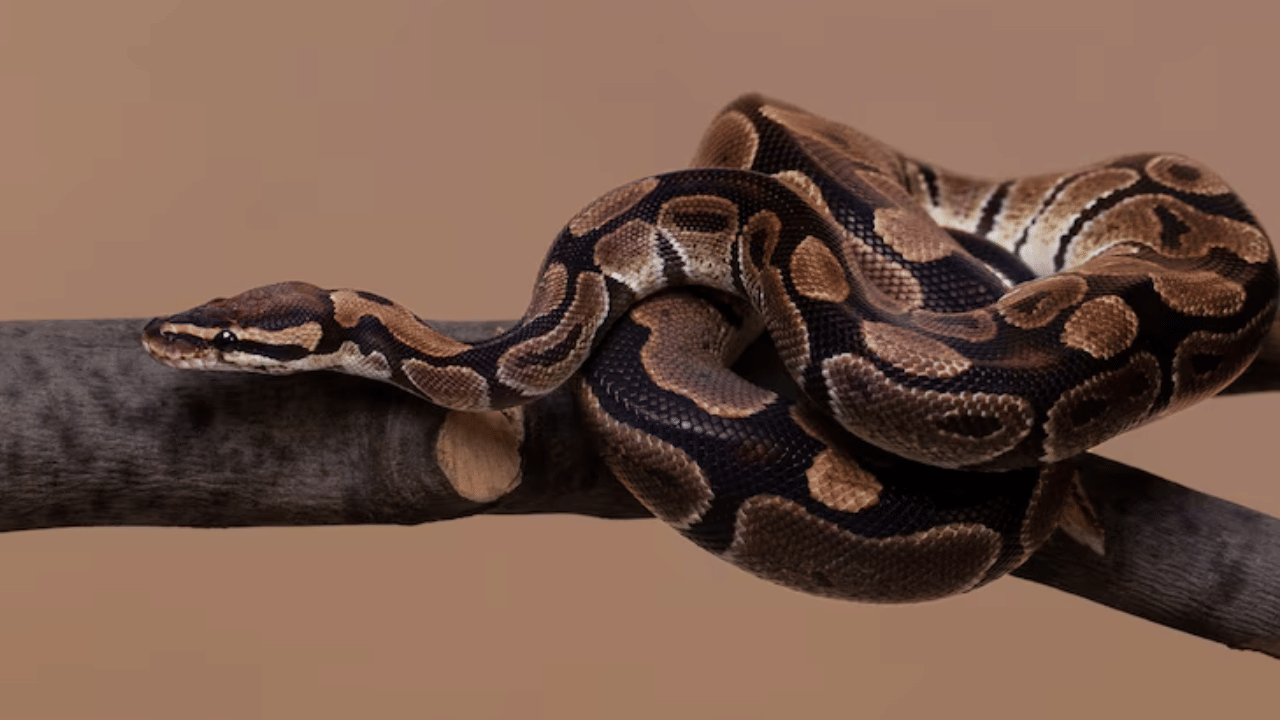 Python Spotted in Toilet: ശുചിമുറിയിൽ പോകാൻ വാതിൽ തുറന്നു, കണ്ടത് 12 അടി നീളമുള്ള കൂറ്റൻ പെരുമ്പാമ്പിനെ Python Spotted in Toilet: ശുചിമുറിയിൽ പോകാൻ വാതിൽ തുറന്നു, കണ്ടത് 12 അടി നീളമുള്ള കൂറ്റൻ പെരുമ്പാമ്പിനെ