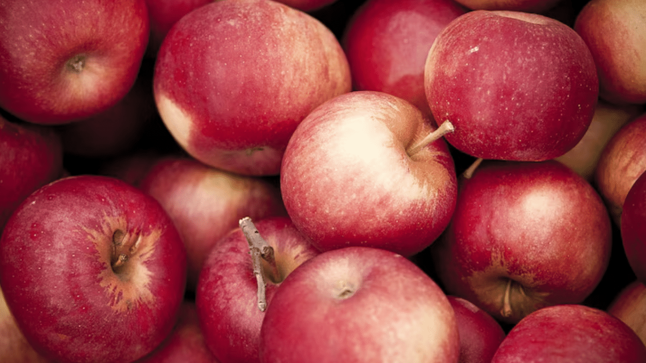 Turkish Apples Boycott: തീവ്രവാദത്തെ പിന്തുണയ്ക്കുന്നു, തുർക്കി ആപ്പിൾ ബഹിഷ്കരിച്ച് കച്ചവടക്കാർ Turkish Apples Boycott: തീവ്രവാദത്തെ പിന്തുണയ്ക്കുന്നു, തുർക്കി ആപ്പിൾ ബഹിഷ്കരിച്ച് കച്ചവടക്കാർ