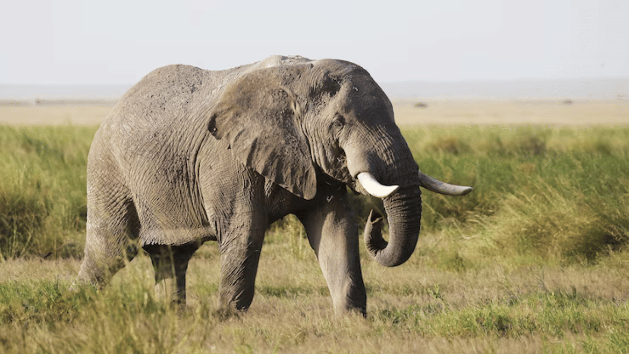 Wild Animal Attacks Compensation: വന്യജീവി ആക്രമണം; കൊല്ലപ്പെടുന്നവരുടെ കുടുംബത്തിന് 10 ലക്ഷം, പാമ്പ് കടിച്ച് മരിച്ചാൽ 4 ലക്ഷം; ധനസഹായം പുതുക്കി സര്‍ക്കാര്‍