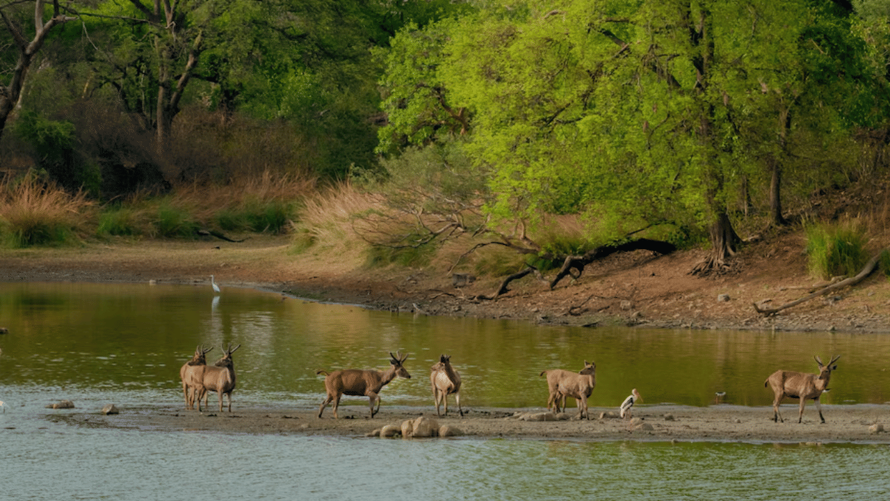 Wildlife Sanctuaries In India: വന്യജീവി സങ്കേതങ്ങളിലേക്ക് യാത്ര പോകാൻ പ്ലാനുണ്ടോ? ഈ സ്ഥലങ്ങൾ മറക്കല്ലേ... Wildlife Sanctuaries In India: വന്യജീവി സങ്കേതങ്ങളിലേക്ക് യാത്ര പോകാൻ പ്ലാനുണ്ടോ? ഈ സ്ഥലങ്ങൾ മറക്കല്ലേ...