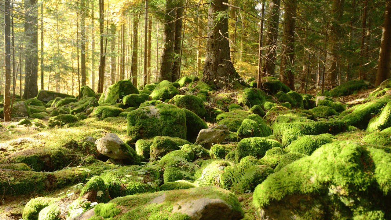 മഴക്കാലത്ത് പായൽ വഴുക്കൽ ഉണ്ടാക്കുന്നതിന്റെ പ്രധാന കാരണം അതിന്റെ ഘടനയും, നനഞ്ഞ പ്രതലങ്ങളിൽ വെള്ളവുമായി ചേരുമ്പോൾ ഉണ്ടാകുന്ന പ്രത്യേകതകളുമാണ്. പായലുകൾക്ക് വളരെ നേർത്തതും മൃദുവുമായ ഒരു ഘടനയാണുള്ളത്. അവ ചെറിയ നാരുകൾ പോലെയാണ് കാണപ്പെടുന്നത്. ഈ നാരുകൾക്ക് വെള്ളം ധാരാളമായി വലിച്ചെടുക്കാനുള്ള കഴിവുണ്ട്.