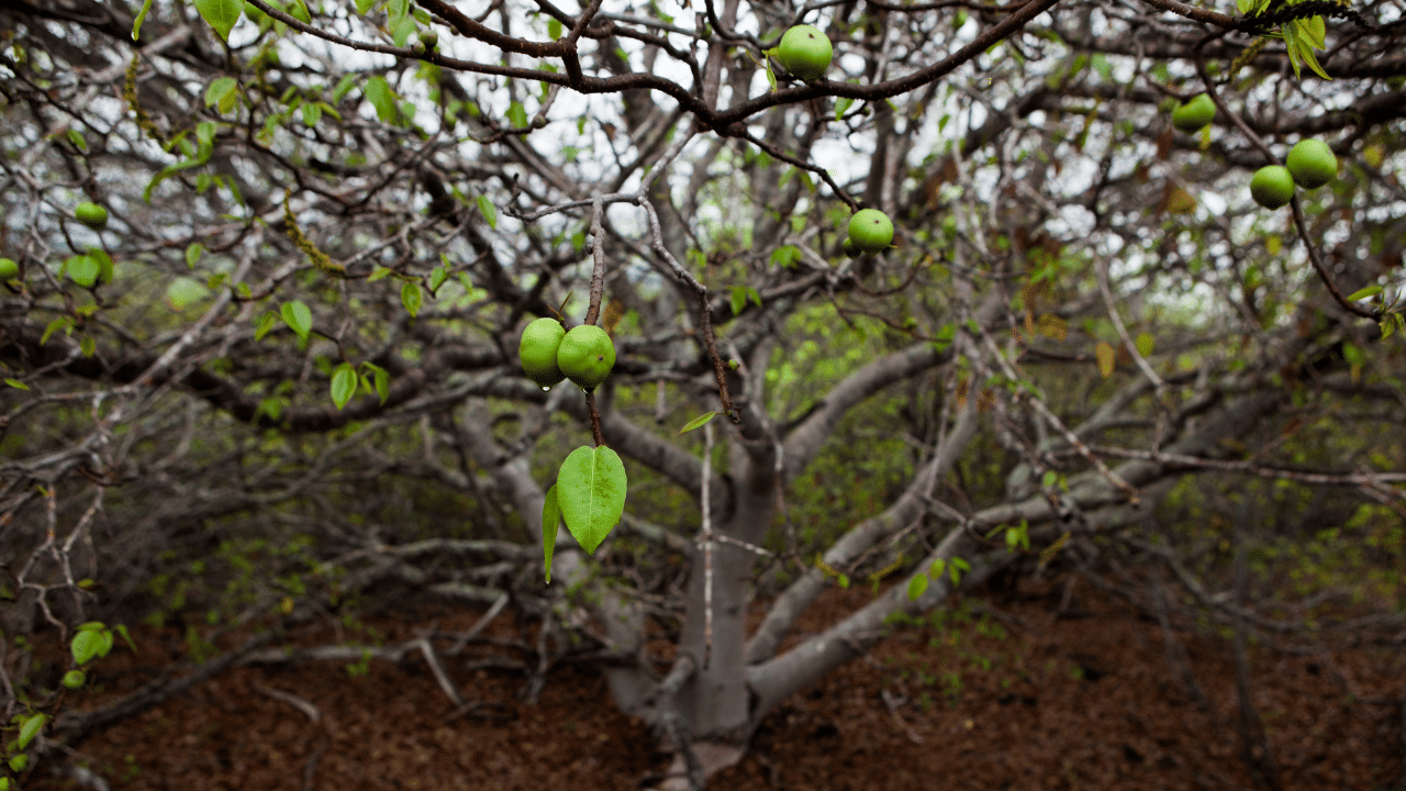 ഇപ്പോൾ ആ സ്ഥാനം പേരയില കയ്യടക്കിയിരിക്കുകയാണ്. ക്രീമുകളിലും ചർമ്മ സംരക്ഷണ ലേഖനങ്ങളിലും പേരയില ഉപയോഗിക്കുന്നത് കൂടി വരുന്നു. ഇൻഡോനേഷ്യയിലെ വിവിധ സർവകലാശാലകൾ നടത്തിയ പഠന റിപ്പോർട്ടനുസരിച്ച് ഫിനോളിക് ആസിഡുകൾ ഫ്ലേവനോയിഡുകൾ ആൽക്കലോയിഡുകൾ എന്നിവ ചർമ്മസംരക്ഷണം ഉറപ്പിക്കാൻ സഹായിക്കുന്ന വേണം.