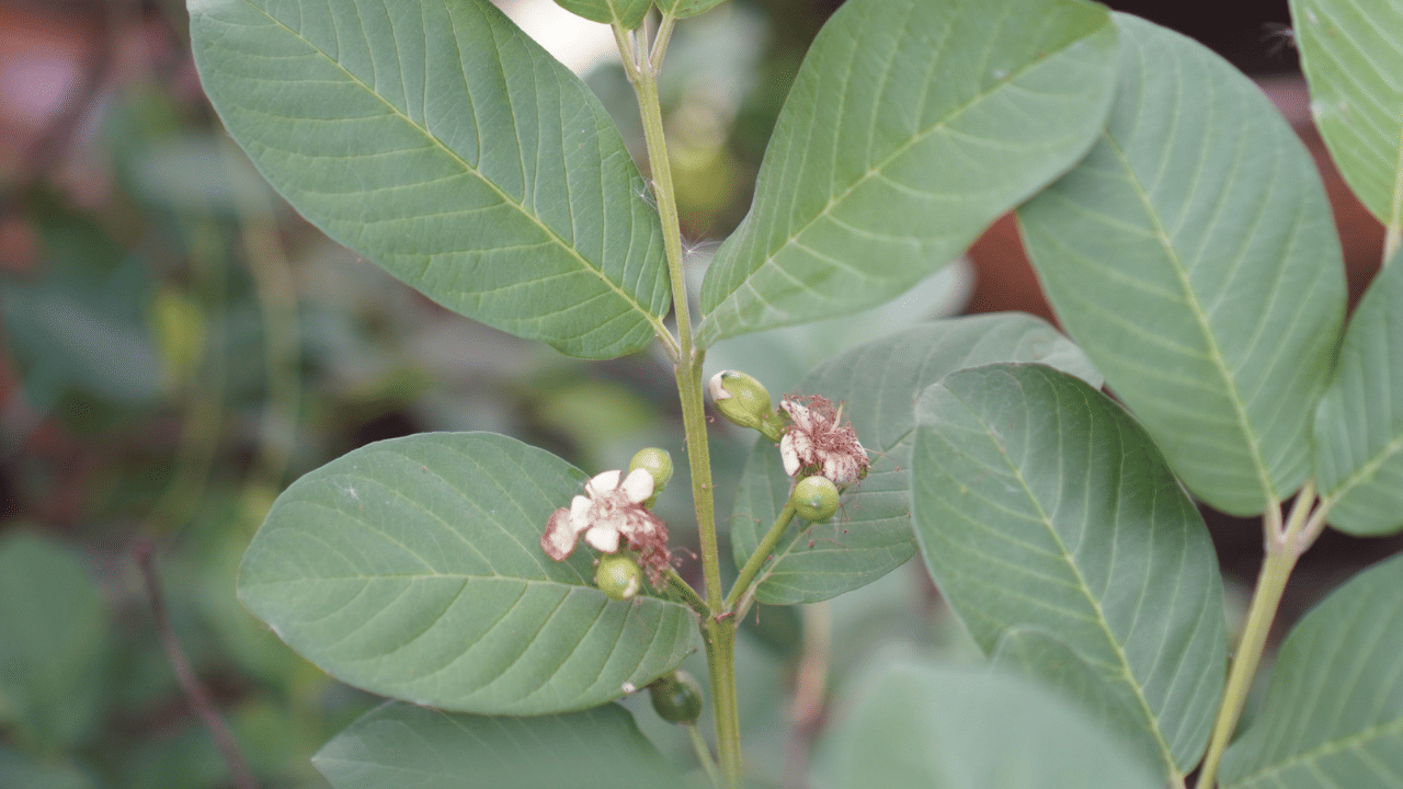 ഇതിന് മുഖക്കുരുവിൽ നിന്ന് സംരക്ഷണം നൽകാനും താരൻ മാറ്റാനും മുടിക്ക് ബലം നൽകാനും കഴിവുണ്ട്. മണിപ്പാൽ കോളേജ് ഓഫ് ഡെന്റൽ സയൻസ് നടത്തിയ പഠനം അനുസരിച്ച് പേരയില സത്ത് ദന്തസംരക്ഷണത്തിന് ഉത്തമമാണ്.