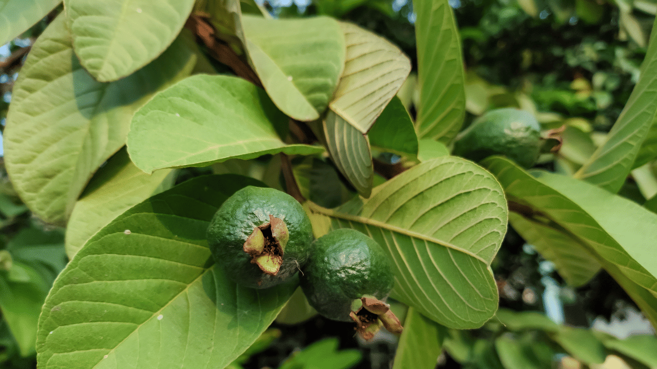 അണുബാധ മൂലം ഉണ്ടാകുന്ന ദന്തരോഗങ്ങൾ തടയാൻ ഇത് ടൂത്ത് പേസ്റ്റുകളിൽ ചേർക്കാനും അനുയോജ്യം. പേരയില ഉൽപ്പന്നങ്ങൾക്ക് ആഗോള വിപണിയിൽ വലിയ ഡിമാൻഡ് ആണ് ഉള്ളത്.