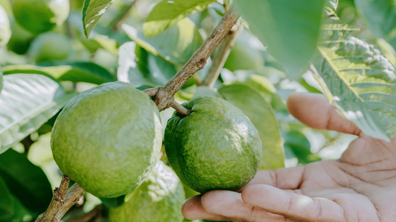 ഉത്പാദകരിൽ നിന്ന് ഒരു കിലോ പേരയില പൗഡറിന് 300 മുതൽ 500 രൂപ വരെയാണ് ലഭിക്കുന്നത്. ഓൺലൈൻ വിപണിയിൽ ഇത് 800 മുതൽ 2000 രൂപ വരെ ആണ്. വിദേശ വിപണിയിൽ ആകട്ടെ അത് മൂവായിരത്തിലേക്ക് വരും.