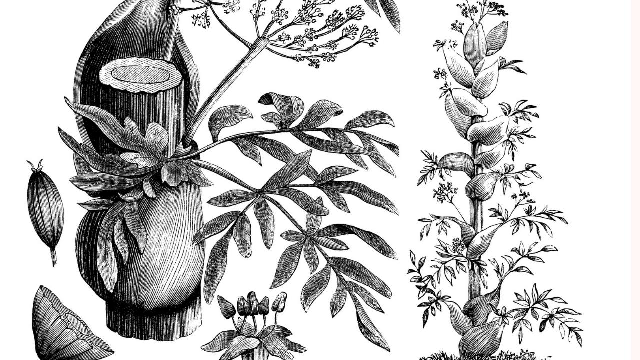 ഇത് 'ഫെറുല അസ്സ-ഫോയിറ്റിഡ' (Ferula assa-foetida) എന്ന സസ്യത്തിൽ നിന്ന് ലഭിക്കുന്ന കറയാണ്. ഈ സസ്യം അഫ്ഗാനിസ്ഥാൻ, ഇറാൻ, മധ്യേഷ്യ എന്നിവിടങ്ങളിലെ പർവതപ്രദേശങ്ങളിലും ഇന്ത്യയിലെ കശ്മീർ, പഞ്ചാബ് എന്നിവിടങ്ങളിലും കാണപ്പെടുന്നു.