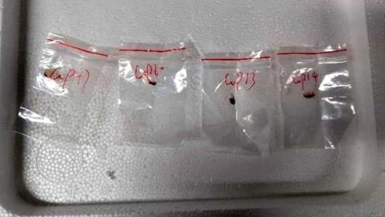Agroterrorism: അപകടകാരിയായ ഫംഗസിനെ അമേരിക്കയിലേക്ക് കടത്തി; രണ്ട് ചൈനീസ് ഗവേഷകര്‍ അറസ്റ്റില്‍