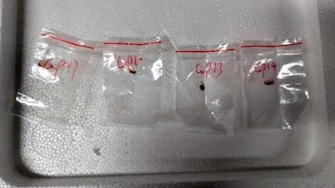 Agroterrorism: അപകടകാരിയായ ഫംഗസിനെ അമേരിക്കയിലേക്ക് കടത്തി; രണ്ട് ചൈനീസ് ഗവേഷകര്‍ അറസ്റ്റില്‍