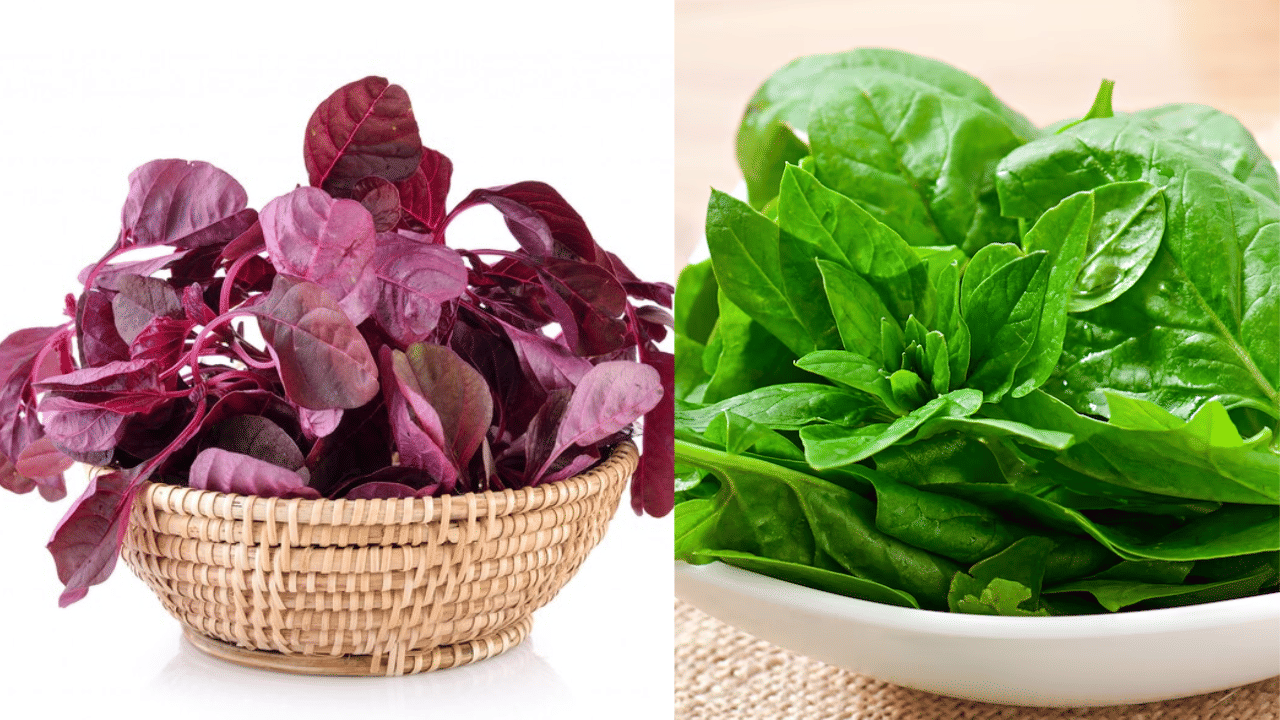 ചീര കഴിക്കാൻ ഇനി മുതൽ മടി കാണിക്കരുത്. കാരണം ക്ഷീണം അകറ്റാനും ഊർജം ലഭിക്കാനും ചുവപ്പ്, പച്ച ചീര ഏറെ സഹായിക്കും. ഇവയിൽ ധാരാളം അയൺ അടങ്ങിയിട്ടുണ്ട്.
