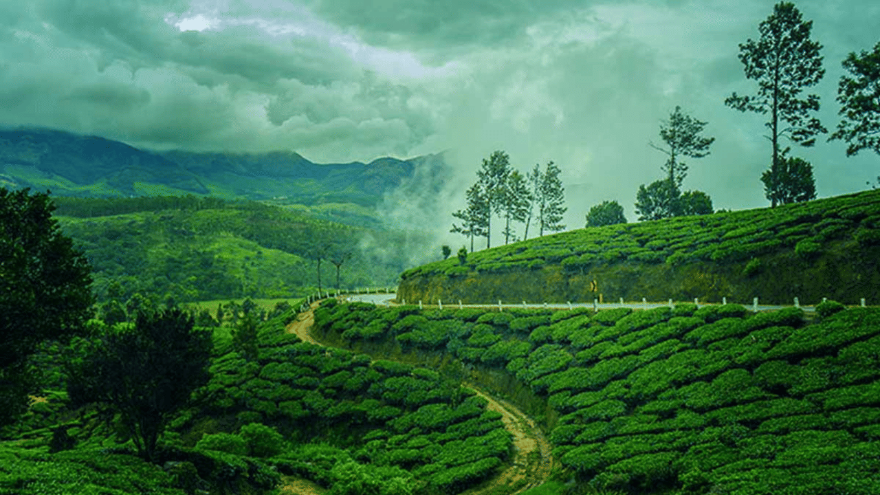 Monsoon In Munnar: മൂന്നാറിലെ മഴയാണ് മഴ; ആരേയും കൊതിപ്പിക്കും ഈ കാഴ്ചകൾ, വിട്ടാലോ