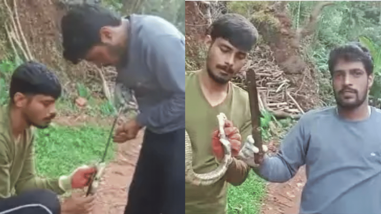 Viral Video: ഇരയാണെന്ന് കരുതി കത്തി വിഴുങ്ങി മൂർഖൻ പാമ്പ്; കത്രികയിട്ട് പുറത്തെടുത്ത് യുവാക്കൾ, വീഡിയോ വൈറൽ