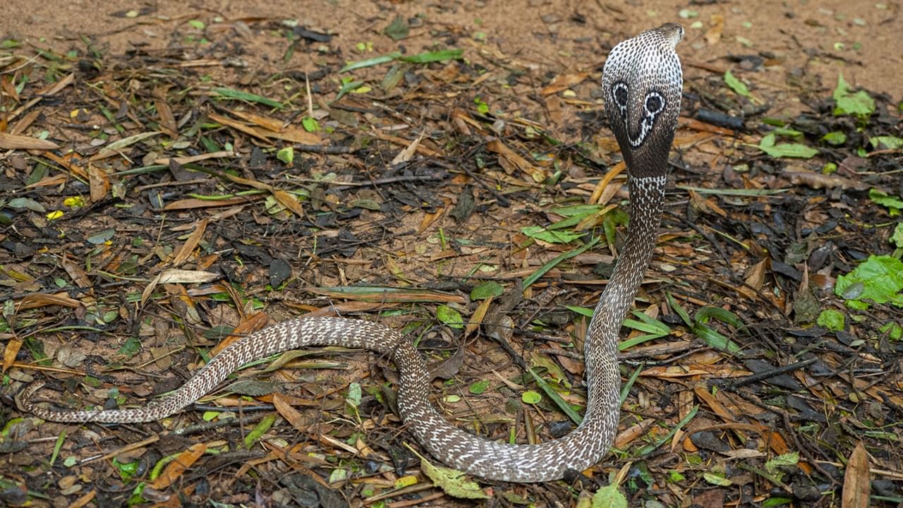 Cobra: പശുത്തൊഴുത്തില്‍ നിറയെ മൂര്‍ഖന്‍ പാമ്പുകള്‍, വീട്ടുടമസ്ഥന്‍ ഞെട്ടി