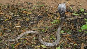 Cobra: പശുത്തൊഴുത്തില് നിറയെ മൂര്ഖന് പാമ്പുകള്, വീട്ടുടമസ്ഥന് ഞെട്ടി Cobra: പശുത്തൊഴുത്തില് നിറയെ മൂര്ഖന് പാമ്പുകള്, വീട്ടുടമസ്ഥന് ഞെട്ടി
