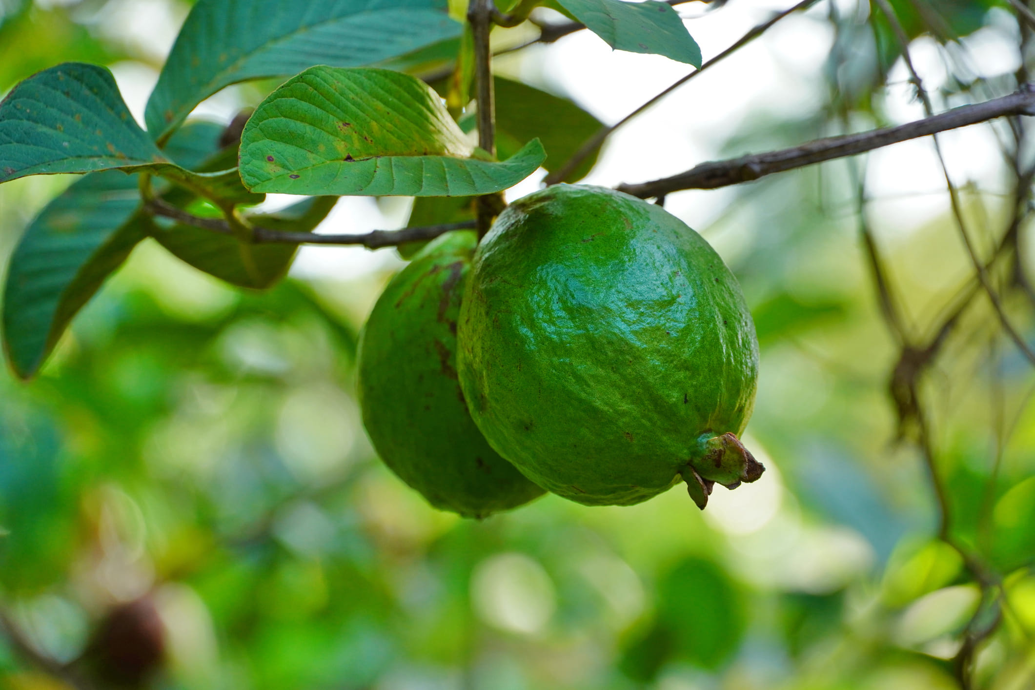 പേരക്ക ഇല ചായ നിങ്ങളുടെ ദൈനംദിന ഭക്ഷണത്തിൽ ഉൾപ്പെടുത്താവുന്നതാണ്. ഭക്ഷണത്തിന് ശേഷം കുടിക്കുന്നതാണ് നല്ലത്. എന്നാൽ എല്ലാത്തിനെയും പോലെ അമിതമാകരുത്. അമിതമായി കഴിക്കുന്നത് നേരിയ ദഹന പ്രശ്നങ്ങൾക്ക് കാരണമാകും. പേരക്ക ഇല ചായ ദിവസവും കുടിക്കുന്നവർ ഏതെങ്കിലും തരത്തിലുള്ള മരുന്നുകൾ കഴിക്കുന്നുണ്ടെങ്കിൽ, നിങ്ങളുടെ ഡോക്ടറെ സമീപിക്കുന്നത് നല്ലതാണ്.
