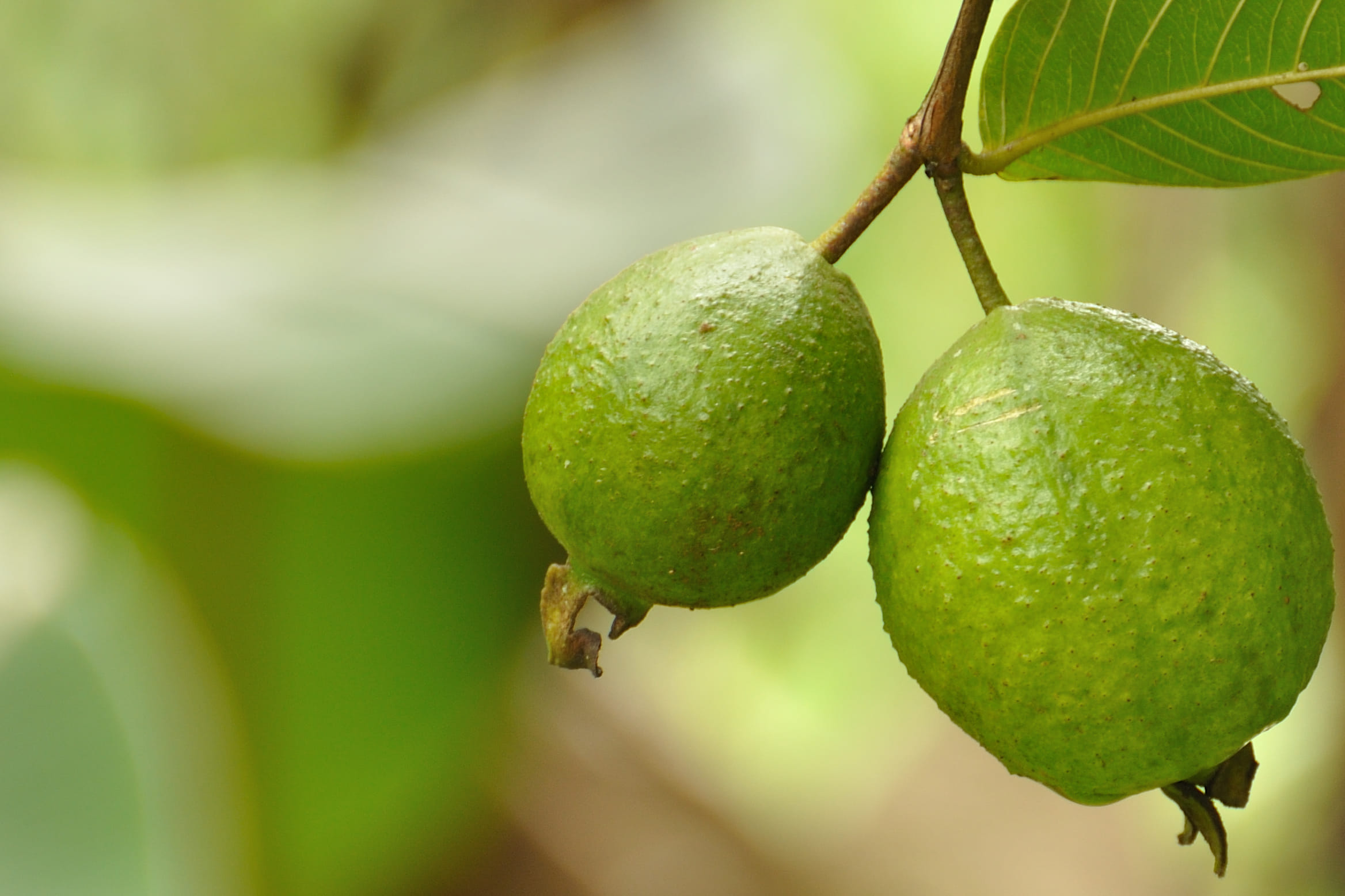 മോശം ഭക്ഷണക്രമം, ശാരീരിക പ്രവർത്തനങ്ങളുടെ അഭാവം, സമ്മർദ്ദം, ക്രമരഹിതമായ ഉറക്കം എന്നിവയാണ് പ്രമേഹം പിടിപെടാനുള്ള പ്രധാന ഘടകങ്ങൾ. മരുന്നുകൾ ആവശ്യമാണെങ്കിലും പ്രമേഹ നിയന്ത്രണം മറ്റ് ചില വഴികളിലൂടെയും സാധ്യമാണ്. ഇവിടെയാണ് പേരക്ക ഇല ചായ പോലുള്ള പരമ്പരാഗത പരിഹാരങ്ങൾക്ക് പ്രാധാന്യമേറുന്നത്.
