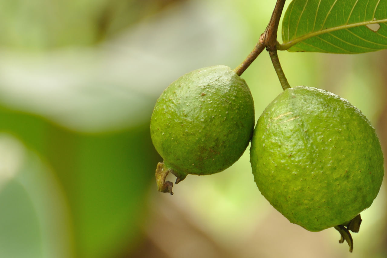 മോശം ഭക്ഷണക്രമം, ശാരീരിക പ്രവർത്തനങ്ങളുടെ അഭാവം, സമ്മർദ്ദം, ക്രമരഹിതമായ ഉറക്കം എന്നിവയാണ് പ്രമേഹം പിടിപെടാനുള്ള പ്രധാന ഘടകങ്ങൾ. മരുന്നുകൾ ആവശ്യമാണെങ്കിലും പ്രമേഹ നിയന്ത്രണം മറ്റ് ചില വഴികളിലൂടെയും സാധ്യമാണ്. ഇവിടെയാണ് പേരക്ക ഇല ചായ പോലുള്ള പരമ്പരാഗത പരിഹാരങ്ങൾക്ക് പ്രാധാന്യമേറുന്നത്.