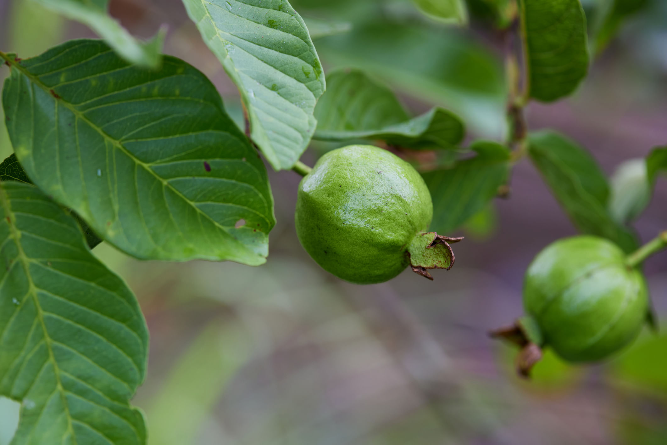 പ്രമേഹം ഇന്ന് മിക്കവരിലും കണ്ടുവരുന്ന ഒരു ആരോ​ഗ്യാവസ്ഥയാണ്. ലോകാരോഗ്യ സംഘടനയുടെ (WHO) കണക്കനുസരിച്ച്, ലോകമെമ്പാടുമുള്ള 830 ദശലക്ഷത്തിലധികം ആളുകൾ നിലവിൽ പ്രമേഹ രോ​ഗത്തിന് അടിമകളാണ്. ടൈപ്പ് 2 പ്രമേഹം നിയന്ത്രിക്കാവുന്നതാണെങ്കിലും പൂർണ്ണമായും സുഖപ്പെടുത്താൻ കഴിയില്ല. ഇതിനെല്ലാം നിങ്ങളുടെ ജീവിതശൈലി ഒരു പ്രധാന പങ്ക് വഹിക്കുന്നുണ്ട്. (Image Credits: Gettyimages) 

