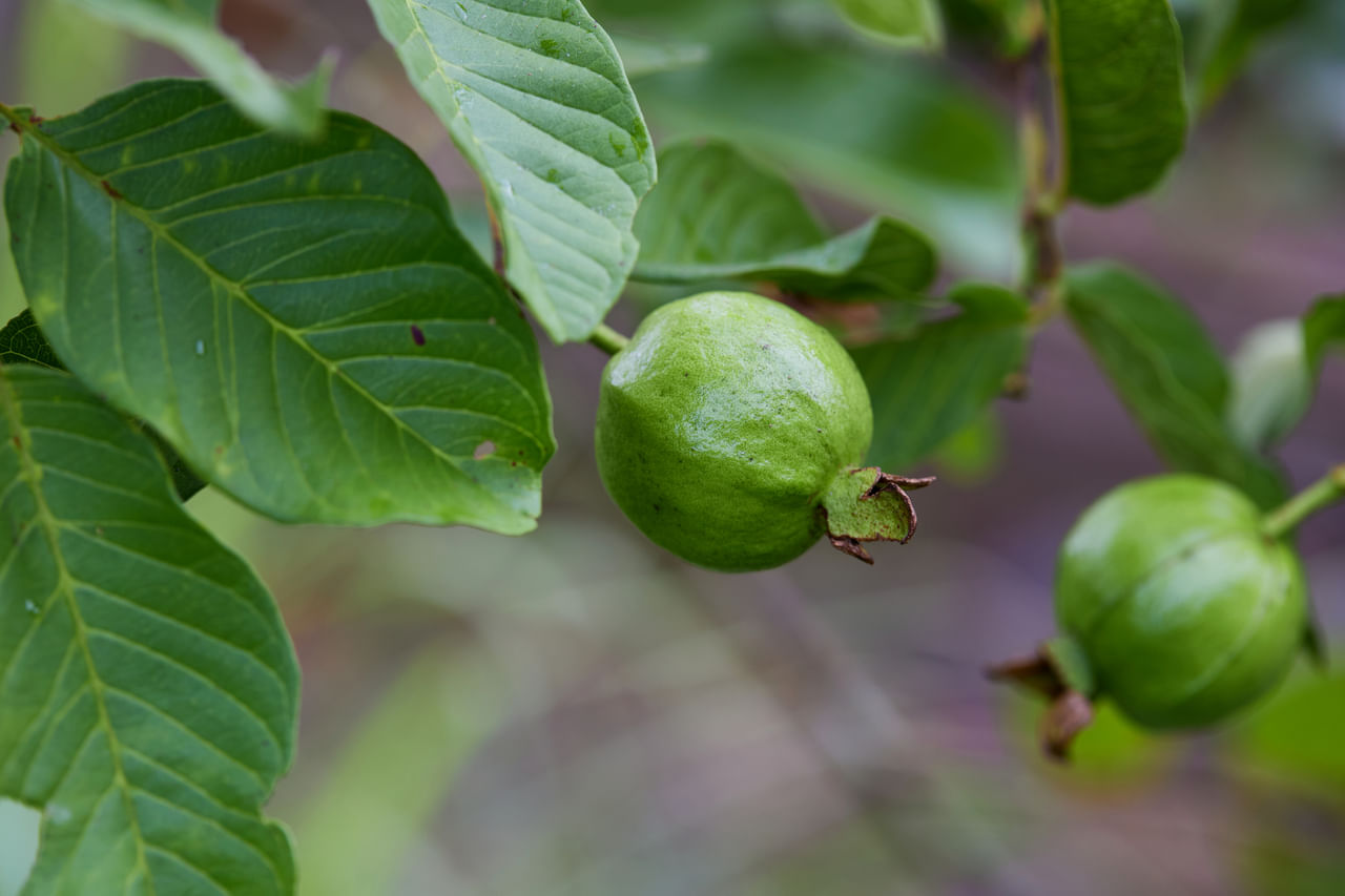 പ്രമേഹം ഇന്ന് മിക്കവരിലും കണ്ടുവരുന്ന ഒരു ആരോ​ഗ്യാവസ്ഥയാണ്. ലോകാരോഗ്യ സംഘടനയുടെ (WHO) കണക്കനുസരിച്ച്, ലോകമെമ്പാടുമുള്ള 830 ദശലക്ഷത്തിലധികം ആളുകൾ നിലവിൽ പ്രമേഹ രോ​ഗത്തിന് അടിമകളാണ്. ടൈപ്പ് 2 പ്രമേഹം നിയന്ത്രിക്കാവുന്നതാണെങ്കിലും പൂർണ്ണമായും സുഖപ്പെടുത്താൻ കഴിയില്ല. ഇതിനെല്ലാം നിങ്ങളുടെ ജീവിതശൈലി ഒരു പ്രധാന പങ്ക് വഹിക്കുന്നുണ്ട്. (Image Credits: Gettyimages)
