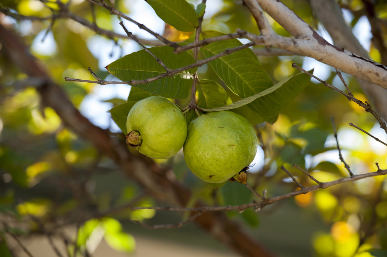 പേരക്ക എല്ലാവർക്കും ഇഷ്ടാമാണ് അവ ആരോ​ഗ്യത്തിനും ​ഗുണകരമാണ്. അതുപോലെ ഇലകൾ ചായയിൽ ചേർത്ത് നിങ്ങളുടെ ദൈനംദിന ആരോഗ്യ സംരക്ഷണത്തിൻ്റെ ഭാഗമാക്കാം. 6-7 പേരക്ക ഇലകൾ നന്നായി കഴുകയെടുക്കുക. സോസ്പാനിൽ 1.5 കപ്പ് വെള്ളത്തിലേക്ക് ഇവ ചേർക്കുക.  വെള്ളം ഏകദേശം 10 മിനിറ്റ് തിളപ്പിക്കുക. അല്പം ചായപ്പൊടിയും ചേർത്ത് അരിച്ചെടുത്ത് ശേഷം ചായ ചൂടോടെ കുടിക്കുക.