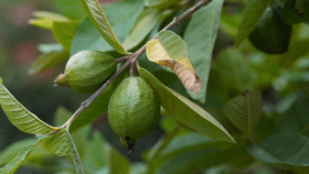 Guava Leaf Tea: കൊളസ്ട്രോൾ നിങ്ങളെ അലട്ടുന്നുണ്ടോ! പേരക്കയില ഇട്ടൊരു ചായ കുടിക്കൂ; തയ്യാറാക്കുന്നത് ഇങ്ങനെ Guava Leaf Tea: കൊളസ്ട്രോൾ നിങ്ങളെ അലട്ടുന്നുണ്ടോ! പേരക്കയില ഇട്ടൊരു ചായ കുടിക്കൂ; തയ്യാറാക്കുന്നത് ഇങ്ങനെ...