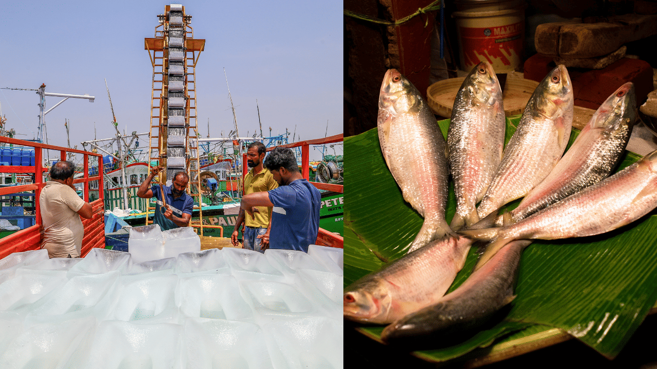 Kerala Fish: കേരള തീരത്ത് നിന്ന് പിടിക്കുന്ന മത്സ്യം ഭക്ഷ്യയോഗ്യവും സുരക്ഷിതവും; സിഐഎഫ്ടി