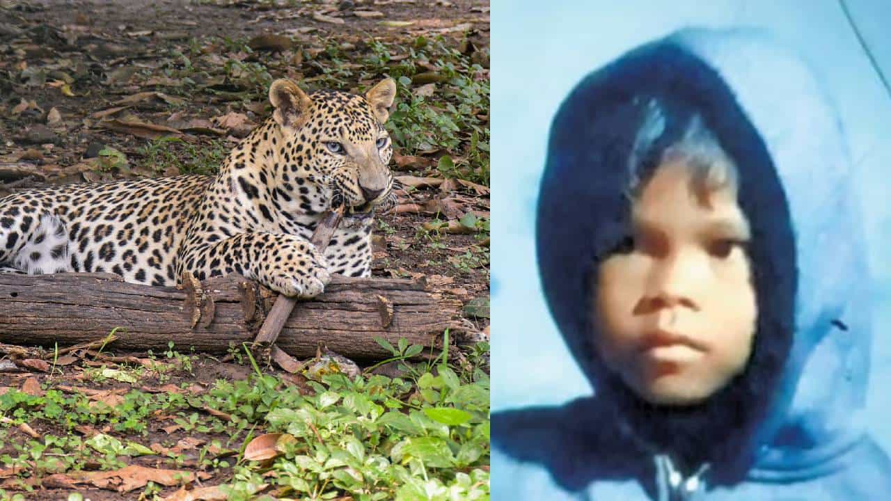 Leopard Attack in Valparai: പുലി പിടിച്ച നാലരവയസ്സുകാരിയെ മരിച്ച നിലയിൽ കണ്ടെത്തി; മൃത​ദേഹം പകുതി ഭക്ഷിച്ച നിലയിൽ