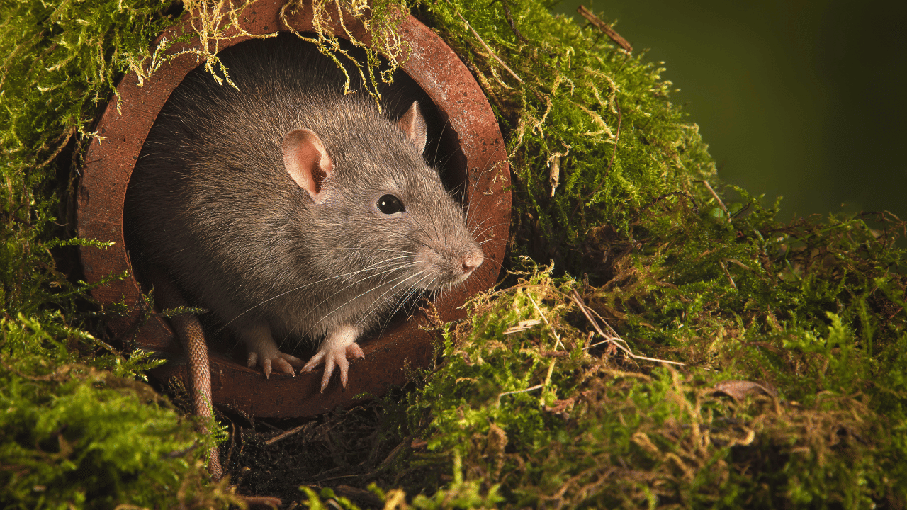 Leptospirosis: ഇനി പേടിക്കണം എലിപ്പനിയേയും, ജാഗ്രത വേണമെന്ന് ആരോഗ്യ വകുപ്പ്