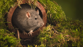 Leptospirosis: ഇനി പേടിക്കണം എലിപ്പനിയേയും, ജാഗ്രത വേണമെന്ന് ആരോഗ്യ വകുപ്പ് Leptospirosis: ഇനി പേടിക്കണം എലിപ്പനിയേയും, ജാഗ്രത വേണമെന്ന് ആരോഗ്യ വകുപ്പ്...