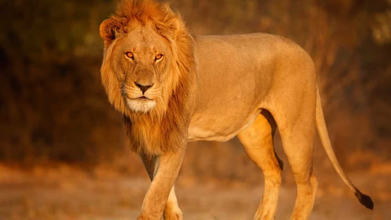 Businessman Killed By Lion: ടോയ്‌ലറ്റിലേക്ക്‌ പോകുന്നതിനിടെ സിംഹം ആക്രമിച്ചു, ബിസിനസുകാരന് ദാരുണാന്ത്യം